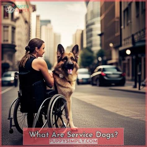 German Shepherds As Service Dogs Temperament Tasks And Training Tips