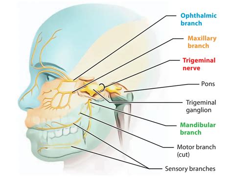 Trigeminal Nerve Anatomy Course Branches And Function