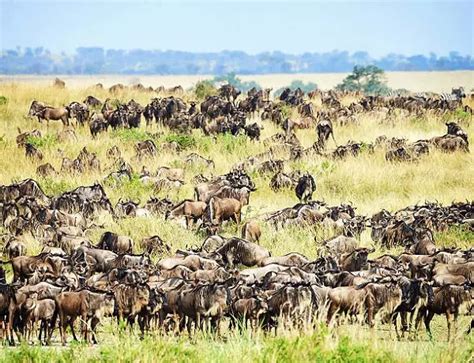 6 Days Serengeti Migration Safari Package Exclusive 2024