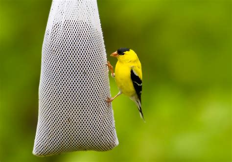 How Do I Keep Sparrows Out Of My Feeders Bilger Hadoessing