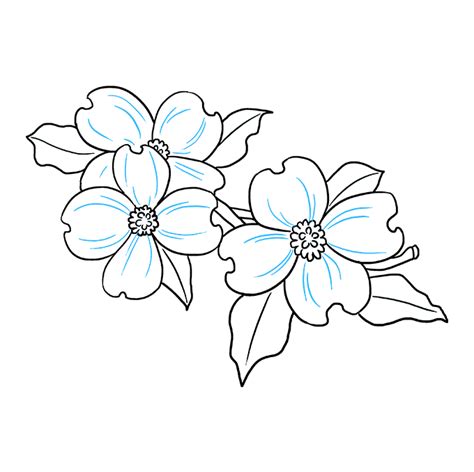 How to Draw Dogwood Flowers - Really Easy Drawing Tutorial