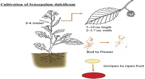 Insight On Synsepalum Dulcificum A Bioactive Compound On Ta