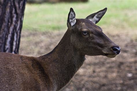 Free Images Wild Horn Autumn Mammal Fauna Antler Graze Capital