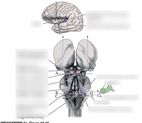 Central Auditory Pathways Diagram Quizlet