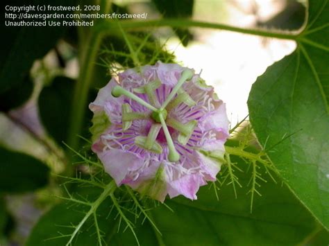 Plantfiles Pictures Passiflora Species Love In A Mist Running Pop Stinking Passion Flower