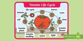 Life Cycles Word Mat L Enseignant A Fait Twinkl