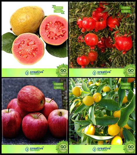 Creative Farmer Plants Seeds Combo Tree Seeds Lemon Guava Pomagranate Dwarf Apple Citrus