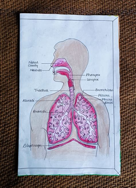 Respiratory system drawing in 2023 | Respiratory system projects ...