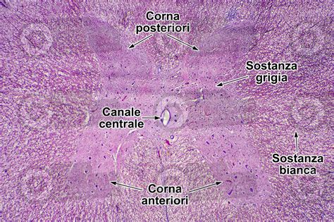 Mammifero Midollo Spinale Sezione Trasversale 32X Midollo Spinale