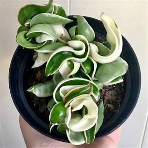 Hoya compacta Variegated (Hoya Variegated Rope) – The Plant Sourcery