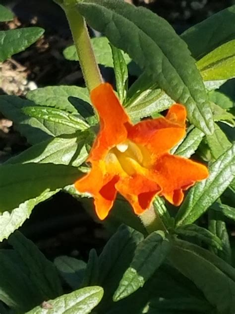 Mimulus Jelly Bean Orange Ppaf Diplacus Monkeyflower Selection