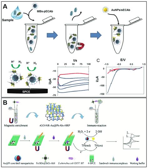 A Schematic Representation Of The Magneto Immunoassay Developed By