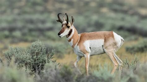 pronghorn creature atlas