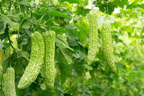 How To Grow Bitter Melon Growing Bitter Gourd In Pots Balcony