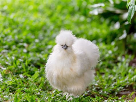 11 Chickens That Lay Pink Eggs Youll Love