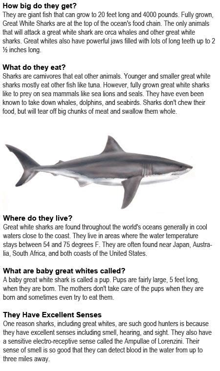 Mako Shark Facts For Kids | Kids Matttroy