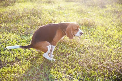 Giardia in Dogs - Southern Crossing Animal Hospital