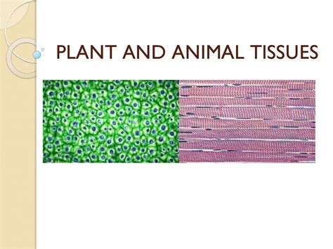 plant  animal tissues prezentaciia onlain