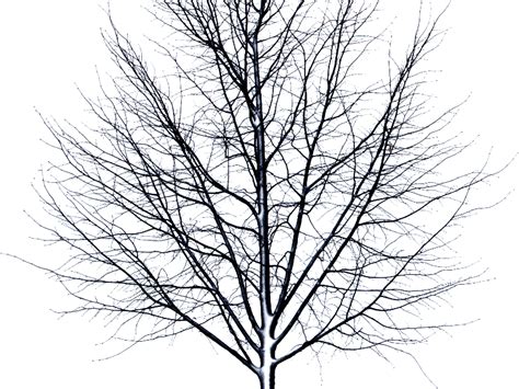 Dead Tree Isolated Object Png Isolated Objects Textures For Photoshop