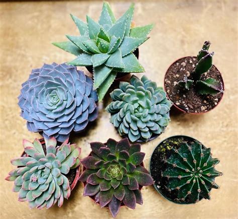 Assorted Succulents In Yucca Valley Ca Cactus Flower Florist And Farms