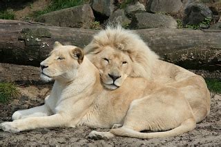 Imagenes De Leones Imagen Pareja De Leones Albinos