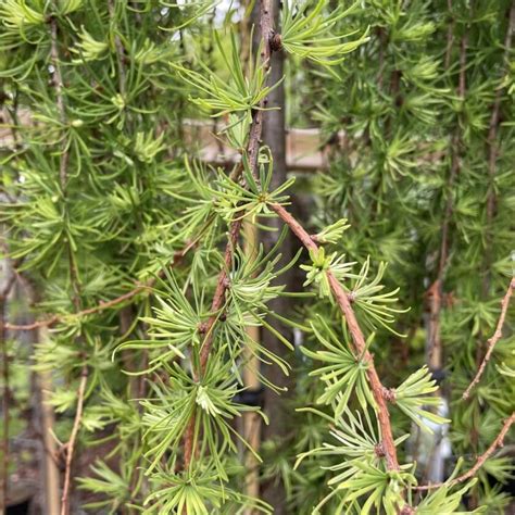 Japanische Lärche Stiff Weeper Expertenwissen für Garten Balkon