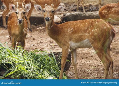 Spotted Deer Eating Grass Stock Photo Image Of Forest 61470634