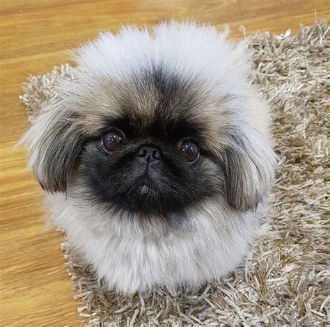 Pekingese Puppy Pekingese Puppies Pekingese Cute Dogs