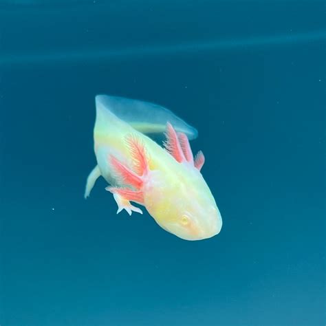 Gfp Albino Axolotl Axolotls For Sale Axolotl Planet