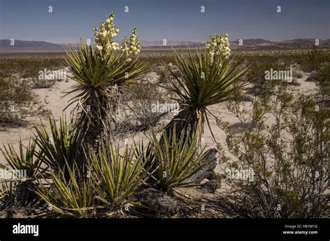 Reserva Nacional De Mojave Fotografías E Imágenes De Alta Resolución