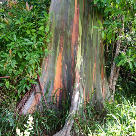 Home And Living Incense Holders Rainbow Eucalyptus Pe