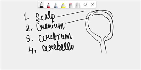 Solved Label The Structures Of The Central Nervous System And Their