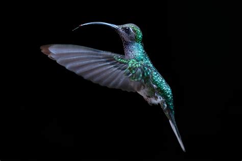 Close-up of a Hummingbird · Free Stock Photo