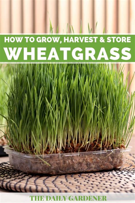 Growing Wheatgrass A Trend Of Healthy Juicing At Home