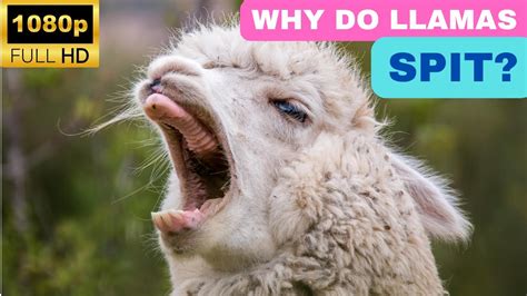 Why Do Llamas Spit Youtube