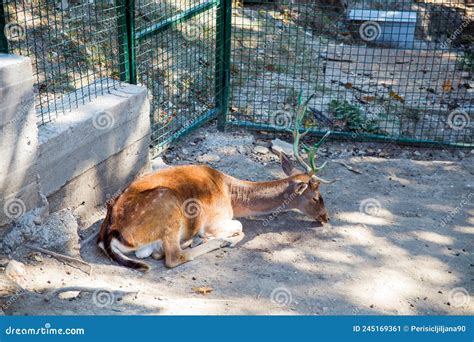 Borserbia September 122020close Up Portrait Of A Wild Deer Sleeping Editorial Photo Image