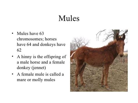 Donkeys And Mules