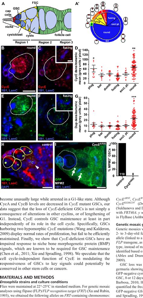 cyce expression peaks   leading   atypical cyce activity