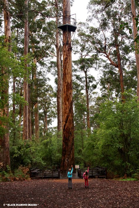 Bicentennial Tree Eucalyptus Diversicolor Karri Pemb Flickr