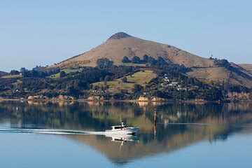 Otago Harbour Wildlife Cruise Dunedin Shore Excursion Port