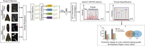 Comparative Proteomic Analysis Of Sex Biased Proteins In Ovary And