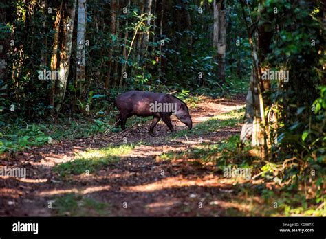 Anta Brasileira Tapirus Terrestris Fotografado Na Reserva Biol Gica