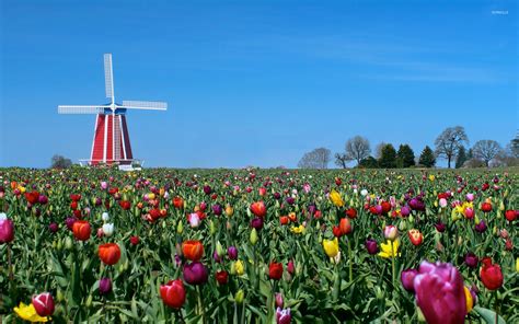 Tulip Field By The Windmill Wallpaper Nature Wallpapers 45622