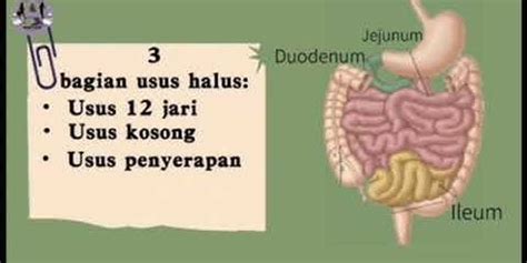 Jelaskan tentang usus halus beserta enzim di usus halus dan fungsinya