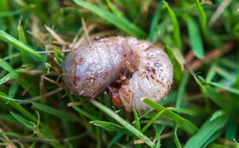 How To Get Rid Of Grub Worms In Your Lawn Naturally Dwank