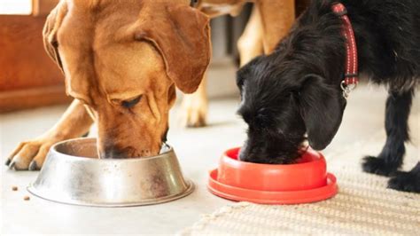 Dry vs. Wet Dog Food, or Both? | PetMD