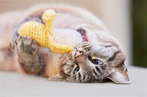 6 Reasons Why Cats Bring You Toys And What To Do