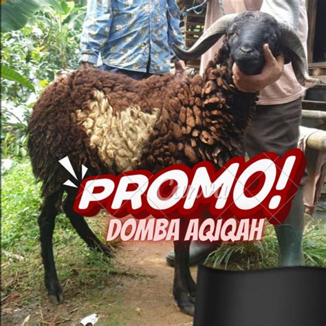 Jual Kambing Domba Aqiqah Jantan Terbaik Tipe 25Kg Jakarta Barat