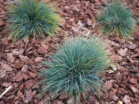 Growing Blue Fescue Plants: Planting And Care Of Blue Fescue Grass