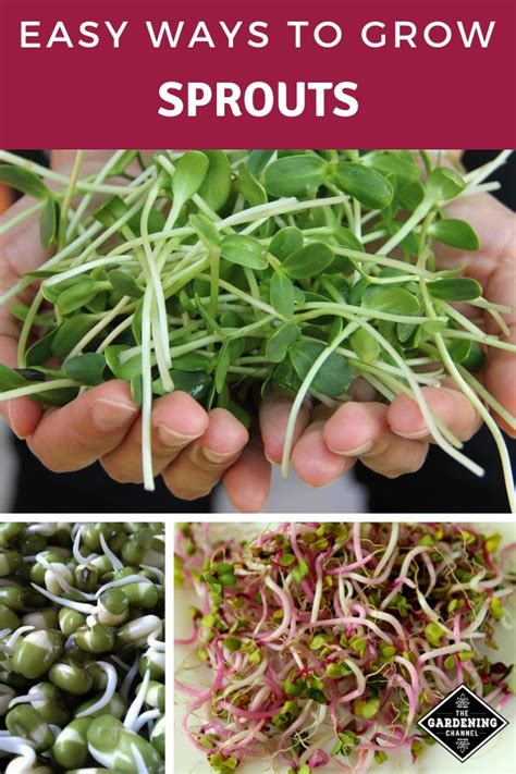 5 Easy Ways To Grow Your Own Sprouts Gardening Channel Growing